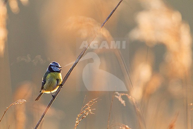 Pimpelmees zittend op rietstengel; European Blue Tit perched on reed stem stock-image by Agami/Menno van Duijn,