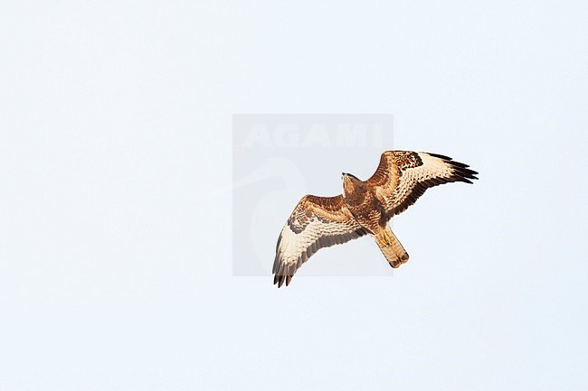 Steppe Buzzard (Buteo buteo vulpinus) on migration over the Eilat Mountains, near Eilat, Israel stock-image by Agami/Marc Guyt,