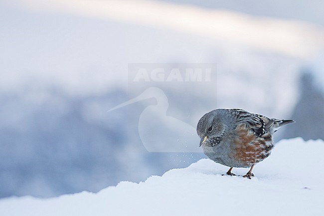 Alpine Accentor - Alpenbraunelle - Prunella collaris ssp. collaris, Switzerland, adult stock-image by Agami/Ralph Martin,