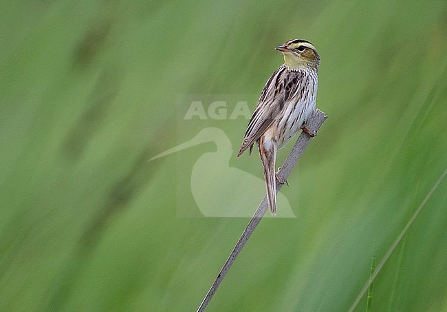 Adult Aquatic Warbler (Acrocephalus paludicola) perched in top of a reedbed stock-image by Agami/Pavel Simeonov,