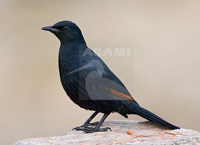 African Red-winged Starling (Onychognathus morio) perched on a rock along the coast of South Africa. Seen from the side standing against a brown natural background. Very alert looking bird. stock-image by Agami/Marc Guyt,