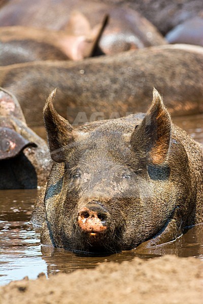 Vrije uitloop varken; Domestic Pig stock-image by Agami/Hans Germeraad,