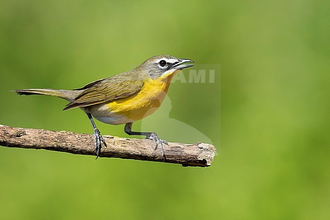 Adult Yellow-breasted Chat (Icteria virens) at Galveston County, Texas, USA, during spring migration. stock-image by Agami/Brian E Small,