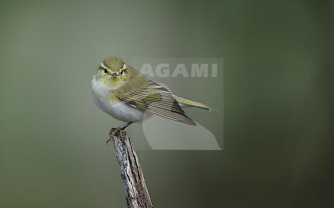 Wood Warbler (Phylloscopus sibilatrix) perched on a branch at North Zealand, Denmark stock-image by Agami/Helge Sorensen,