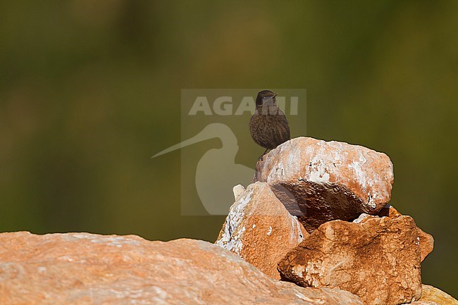 Black Wheatear - Trauersteinschmätzer - Oenanthe leucura ssp. riggenbachi, Morocco, adult female stock-image by Agami/Ralph Martin,