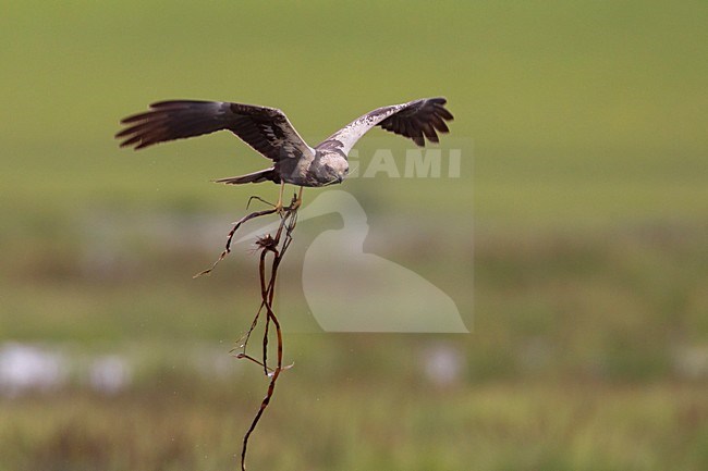 Vrouwtje Bruine Kiekendief in de vlucht met nestmateriaal; Female Marsh Harrier in flight with nesting material stock-image by Agami/Daniele Occhiato,