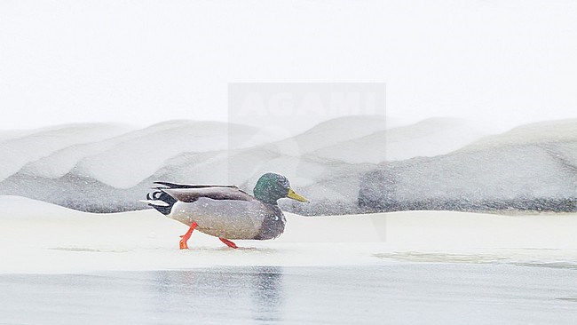 Mallard, Anas platyrhynchos in winter setting displaying stock-image by Agami/Menno van Duijn,