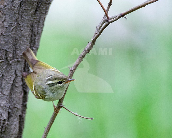 Claudia's Leaf Warbler (Phylloscopus claudiae) during migration on Happy Island, China. Also known as Seicercus claudiae. stock-image by Agami/Marc Guyt,