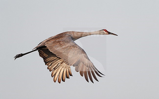 Florida Sandhill Crane, Grus canadensis pratensis, adult in flight in Florida USA stock-image by Agami/Helge Sorensen,