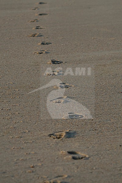 Footprints in the German wadden sea stock-image by Agami/Ralph Martin,