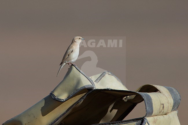 Woestijnmus op zadeltas; Desert Sparrow on saddlebag stock-image by Agami/Ran Schols,