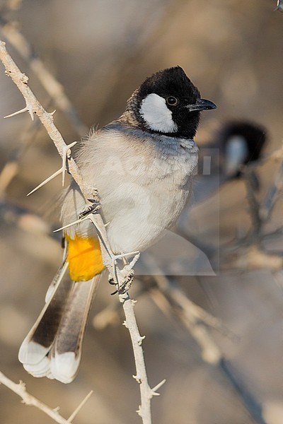 White-eared Bulbul, perched on a branch, Khatmat Milalah, Al Batinah, Oman (Pycnonotus  leucotis) stock-image by Agami/Saverio Gatto,