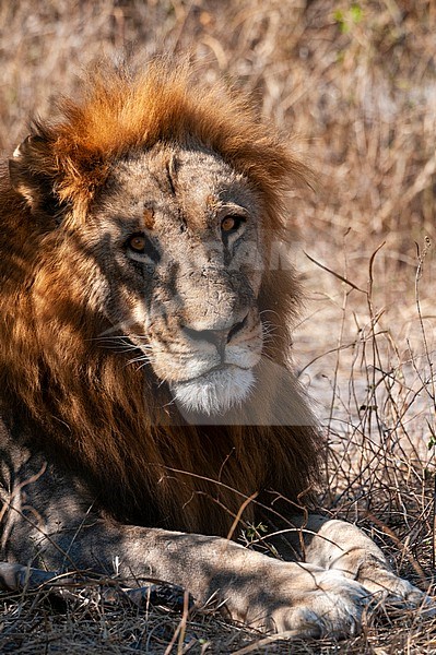 A close up portrait of a male lion, Panthera leo, resting. Chobe National Park, Kasane, Botswana. stock-image by Agami/Sergio Pitamitz,