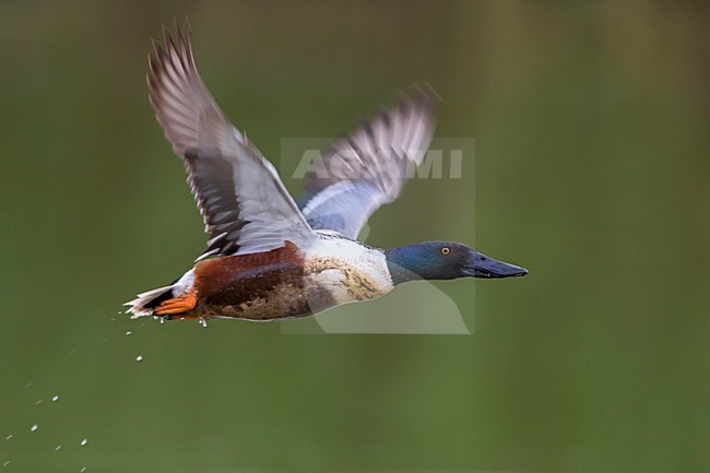 Vliegend mannetje Slobeend; Northern Shoveler male in flight stock-image by Agami/Daniele Occhiato,