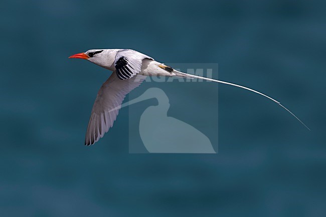 Roodsnavelkeerkringvogel in vlucht, Red-billed Tropicbird in flight stock-image by Agami/Daniele Occhiato,