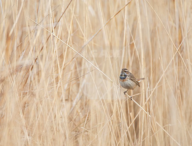Adult female White-spotted bluethroat (Luscinia svecica cyanecula) in the Netherlands. stock-image by Agami/Marc Guyt,