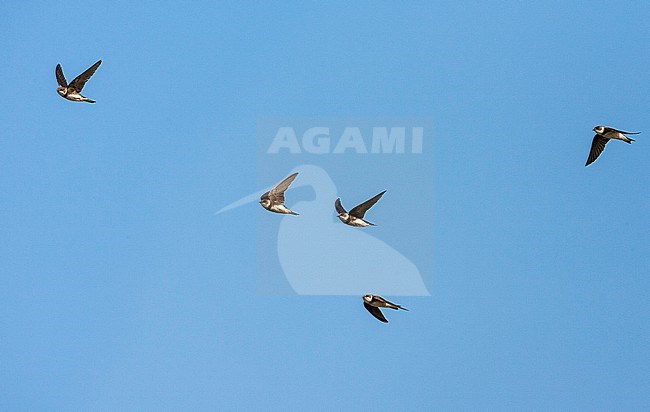 Sand Martin (Riparia riparia) near colony in the Netherlands. stock-image by Agami/Marc Guyt,