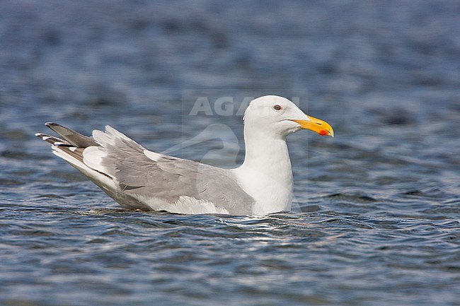 Glaucous-winged Gull (Larus glaucescens) in Victoria, BC, Canada. stock-image by Agami/Glenn Bartley,
