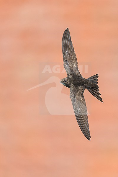 Common Swift (Apus apus) flying agains rooftops in Bulgaria. stock-image by Agami/Marcel Burkhardt,