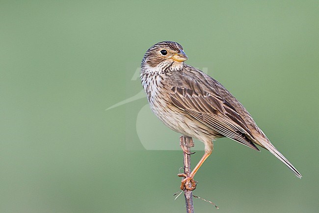 Corn Bunting - Grauammer - Miliaria calandra ssp. calandra, Hungary, adult stock-image by Agami/Ralph Martin,