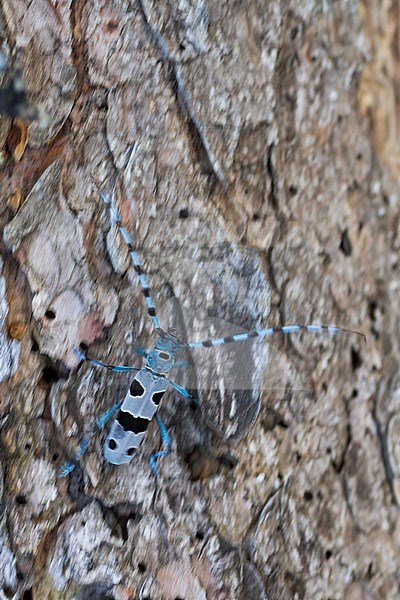 Rosalia alpina - Alpine longhorn beetle - Alpenbock, Germany (Bavaria), imago stock-image by Agami/Ralph Martin,