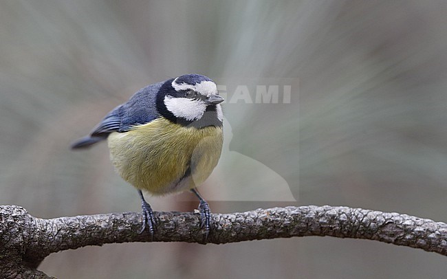 African Blue Tit (Cyanistes teneriffae teneriffae) in Tenerife, Canary Islands stock-image by Agami/Helge Sorensen,