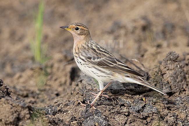 Red-throated Pipit (Anthus cervinus), side view of an adult standing on the ground, Campania, Italy stock-image by Agami/Saverio Gatto,