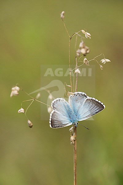 Bleek blauwtje, Chalk-hill Blue, stock-image by Agami/Walter Soestbergen,