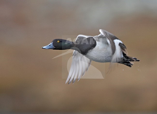 Greater Scaup male flying; Toppereend man vliegend stock-image by Agami/Jari Peltomäki,