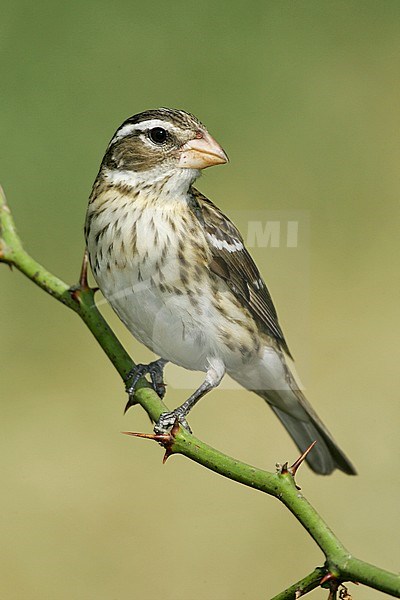 Vrouwtje Roodborstkardinaal, Female Rose-breasted Grosbeak stock-image by Agami/Brian E Small,