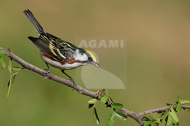 Adult male
Galveston Co., TX
April 2014 stock-image by Agami/Brian E Small,