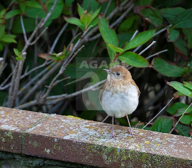 First-winter Veery (Catharus fuscescens) during autumn migration on the Shetlands islands, Scotland. stock-image by Agami/Hugh Harrop,