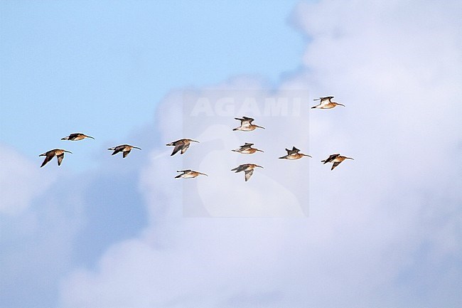 Groep Wulpen in vlucht boven Wieringen; Flock of Eurasian Curlews in flight stock-image by Agami/Karel Mauer,