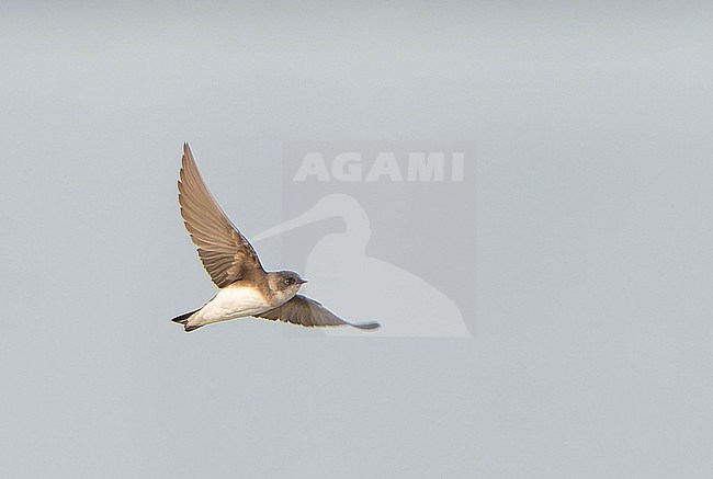 Probable Pale sand martin, Riparia diluta, in Northeast India. stock-image by Agami/Dani Lopez-Velasco,