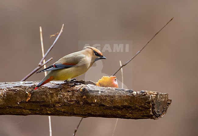 Japanse Pestvogel, Japanese Waxwing, Bombycilla japonica stock-image by Agami/Marc Guyt,