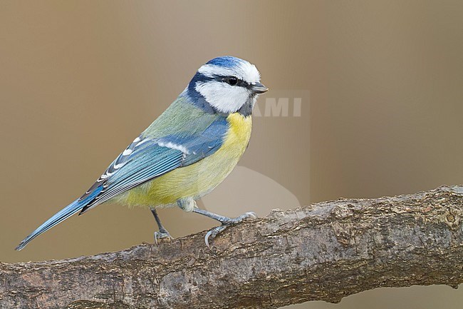 Blue Tit - Blaumeise - Cyanistes caeruleus ssp. caeruleus, Germany, adult stock-image by Agami/Ralph Martin,