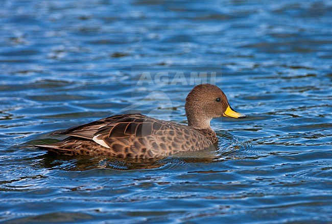 Zuid-Georgische Pijlstaart zwemmend; South Georgia Pintail swimming stock-image by Agami/Marc Guyt,