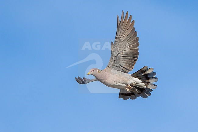 Adult
Santa Barbara Co., CA
November 2022 stock-image by Agami/Brian E Small,