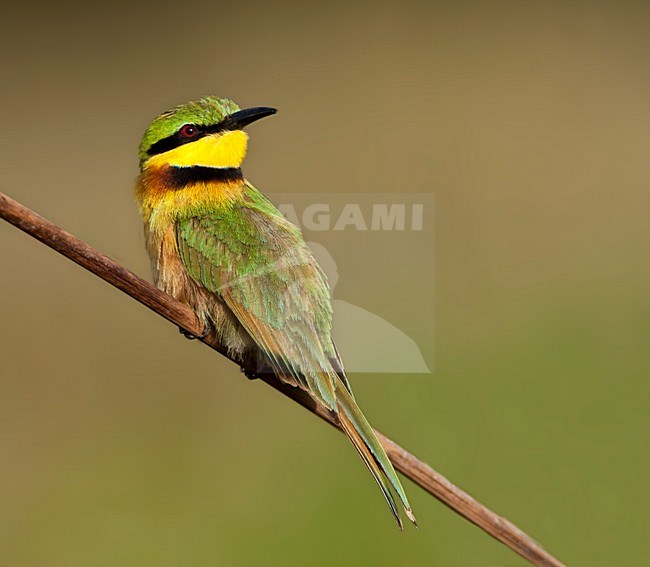 Dwergbijeneter zittend op een tak; Little Bee-eater perched on a branch at Kotu Creek, Gambia stock-image by Agami/Marc Guyt,