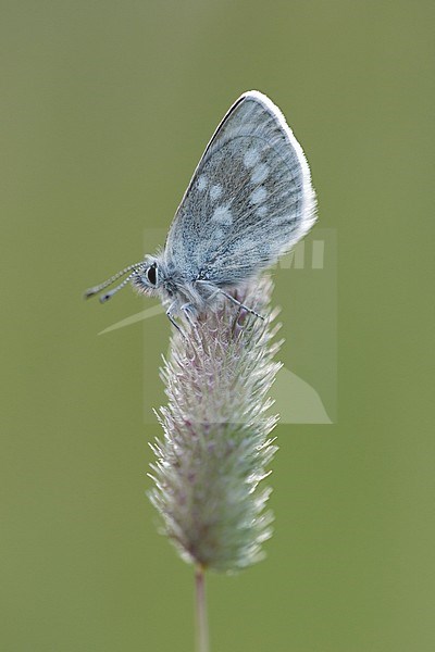 Alpine Blue resting on small plant in Mercantour in France. stock-image by Agami/Iolente Navarro,