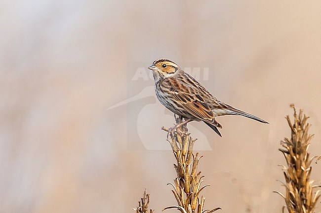 This wintering Little Bunting was found in Hasselt town in Belgium. stock-image by Agami/Vincent Legrand,