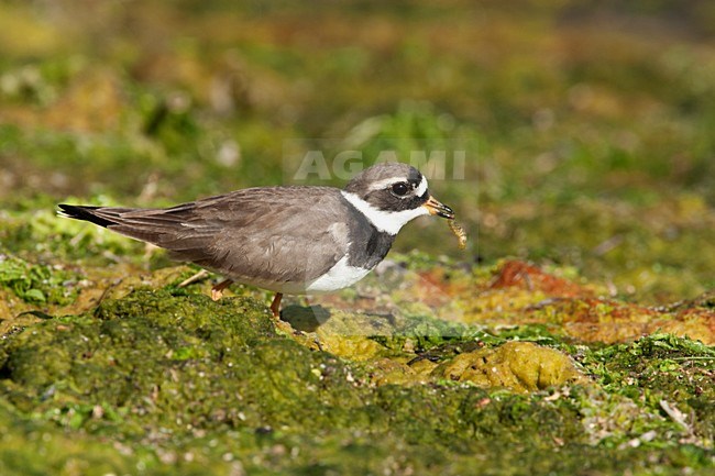 Bontbekplevier Lesbos Griekenland, Common Ringed Plover Lesvos Greece stock-image by Agami/Wil Leurs,