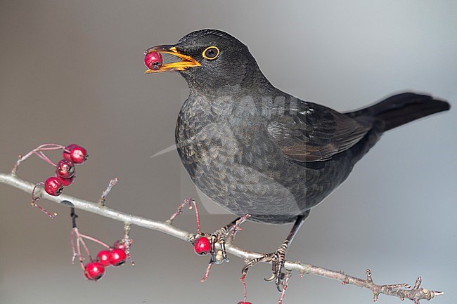 Common Blackbird (Turdus merula), adult male feeding on Hawthorn berries stock-image by Agami/Saverio Gatto,