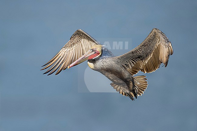 Adult breeding
San Diego Co., CA
January 2020 stock-image by Agami/Brian E Small,