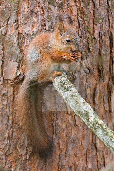 Red Squirrel (Sciurus vulgaris), adult feeding and sitting on a pine branch stock-image by Agami/Saverio Gatto,