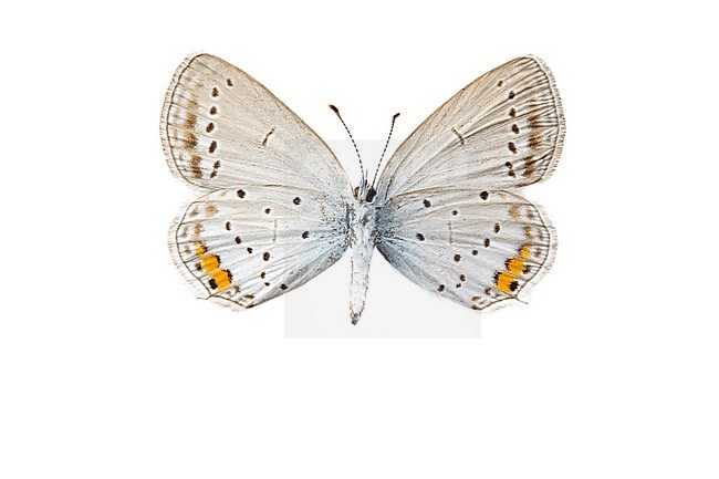 Short-tailed Blue, Cupido argiades stock-image by Agami/Wil Leurs,