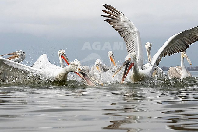 Dalmatian Pelican (Pelecanus crispus) feeding on fish on lake Kerkini in Greece. stock-image by Agami/Marcel Burkhardt,