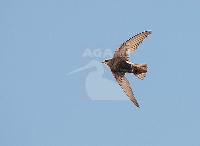 Little Swift (Apus affinis) in flight in Spain. stock-image by Agami/Ran Schols,