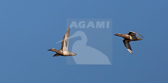 Two adult male Garganey's (Anas querquedula) flying against a blue sky during spring in The Netherlands. stock-image by Agami/Edwin Winkel,