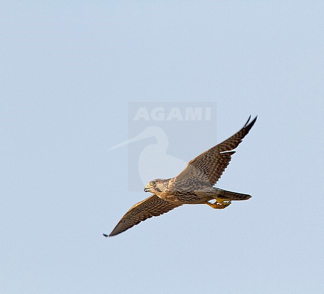 First winter Peregrine Falcon (Falco peregrinus callidus) hunting shore birds over Gulf of Thailand in winter, showing its under wing. stock-image by Agami/Edwin Winkel,